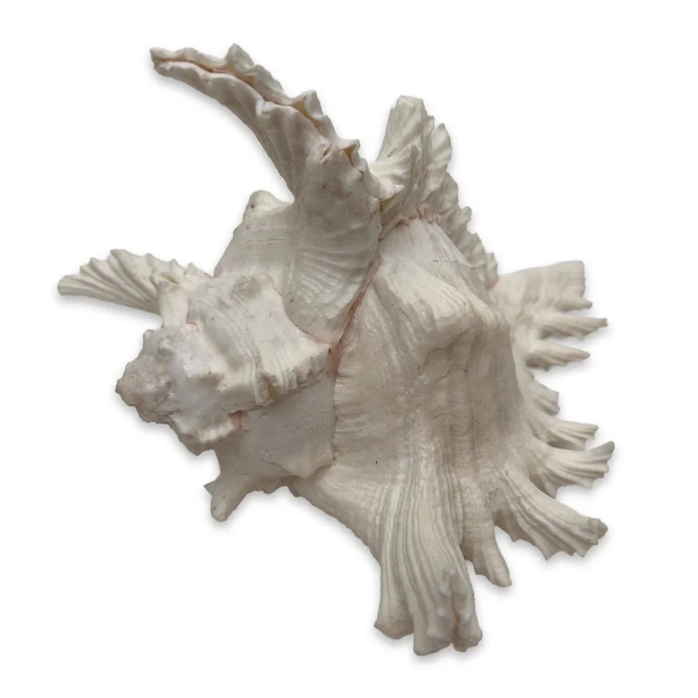 Conch Shell - Picture 2 of 5